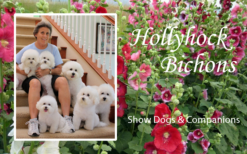 Deb Gibb - Hollyhock Bichons